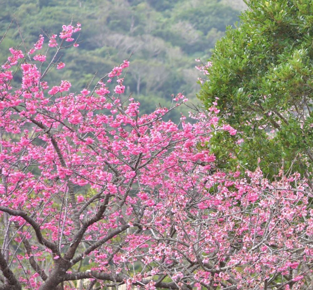 第40回もとぶ八重岳桜まつり合同オープニングセレモニーを実施しました 沖縄観光コンベンションビューロー